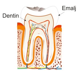 tooth